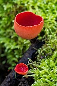 Scarlet cup fungus (Sarcoscypha coccinea), resurgence of the Arot, Pierre-la-Treiche, Lorraine, France