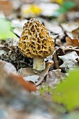 Classic yellow morel (Morchella esculenta), Bouxières-aux-dames, Lorraine, France