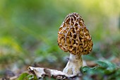 Classic yellow morel (Morchella esculenta), Bouxières-aux-dames, Lorraine, France