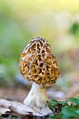 Classic yellow morel (Morchella esculenta), Bouxières-aux-dames, Lorraine, France