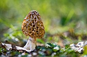 Classic yellow morel (Morchella esculenta), Bouxières-aux-dames, Lorraine, France