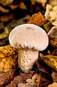 Common Puffball (Lycoperdon perlatum) in dead leaves, Forêt de la Reine, Lorraine, France