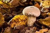 Common Puffball (Lycoperdon perlatum) in dead leaves, Forêt de la Reine, Lorraine, France