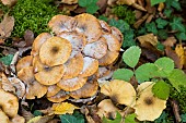 Mycophagous fungus on Honey mushroom (Armillaria mellea), Forêt de la Reine, Lorraine, France