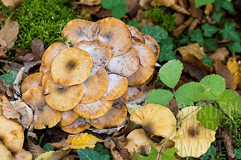 Mycophagous_fungus_on_Honey_mushroom_Armillaria_mellea_Fort_de_la_Reine_Lorraine_France