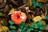 Vomiting Russula (Russula emetica), Forêt de la Reine, Lorraine, France