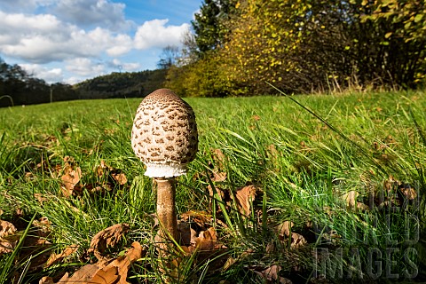 Parasol_mushroom_Macrolepiota_procera_Le_Valtin_Ballons_des_Vosges_Regional_Nature_Park_France
