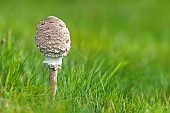 Parasol mushroom (Macrolepiota procera), Le Valtin, Ballons des Vosges Regional Nature Park, France