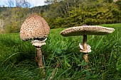 Parasol mushroom (Macrolepiota procera), Le Valtin, Ballons des Vosges Regional Nature Park, France