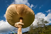 Parasol mushroom (Macrolepiota procera), Le Valtin, Ballons des Vosges Regional Nature Park, France