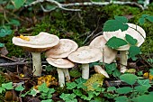 Russula (Russula sp), Forêt de la Reine, Lorraine, France