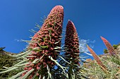 Tower of Jewels (Echium wildpretii) in full bloom on the slopes of the Teide volcano in the Canary Islands. This spectacular biennial plant, which can grow up to 2 metres high, is the symbol of the Teide National Park on the island of Tenerife in the Canary Islands