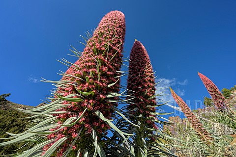 Tower_of_Jewels_Echium_wildpretii_in_full_bloom_on_the_slopes_of_the_Teide_volcano_in_the_Canary_Isl