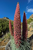 Tower of Jewels (Echium wildpretii) in full bloom on the slopes of the Teide volcano in the Canary Islands. This spectacular biennial plant, which can grow up to 2 metres high, is the symbol of the Teide National Park on the island of Tenerife in the Canary Islands