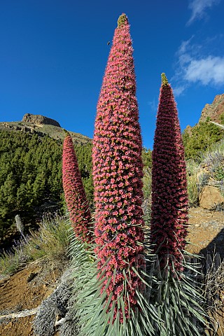 Tower_of_Jewels_Echium_wildpretii_in_full_bloom_on_the_slopes_of_the_Teide_volcano_in_the_Canary_Isl