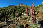 Tower of Jewels (Echium wildpretii) in full bloom on the slopes of the Teide volcano in the Canary Islands. This spectacular biennial plant, which can grow up to 2 metres high, is the symbol of the Teide National Park on the island of Tenerife in the Canary Islands