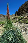 Tower of Jewels (Echium wildpretii) in full bloom on the slopes of the Teide volcano in the Canary Islands. This spectacular biennial plant, which can grow up to 2 metres high, is the symbol of the Teide National Park on the island of Tenerife in the Canary Islands