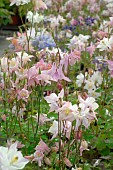 Colombine Biedermeier, Biedermeier Aquilegia, flowers