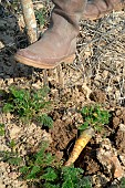 Organic vegetable farmer harvesting organic Yellowstone Carrots with a fork spade, Eure et Loir, France