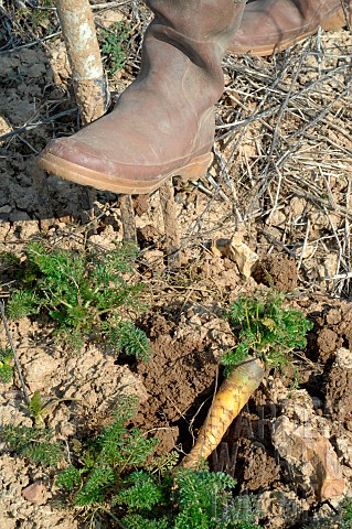 Organic_vegetable_farmer_harvesting_organic_Yellowstone_Carrots_with_a_fork_spade_Eure_et_Loir_Franc