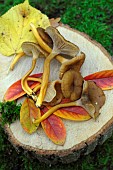 Harvesting Craterellus tubaeformis edible mushrooms, in autumn