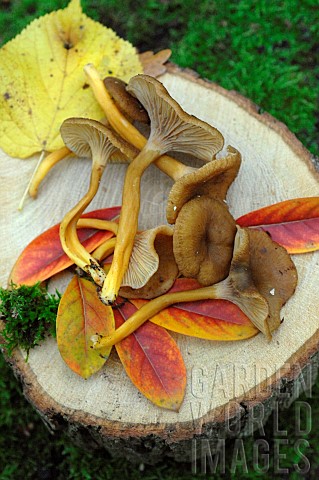 Harvesting_Craterellus_tubaeformis_edible_mushrooms_in_autumn