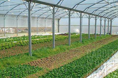Organic_crops_in_greenhouses_Eure_et_Loir_France