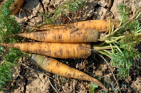 Organic_Yellowstone_Carrots_Organic_cultivation_Eure_et_Loir_France
