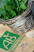 Organic spinach, Spinacia oleracea, in a vegetable garden basket, vegetable from my garden, paper bag with the organic farming logo