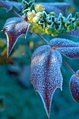 Mahonia (Mahonia sp) flowers and leaves frosted, garden in winter