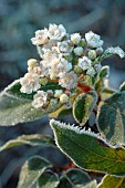 Horticultural plant in bloom under the frost, garden in winter