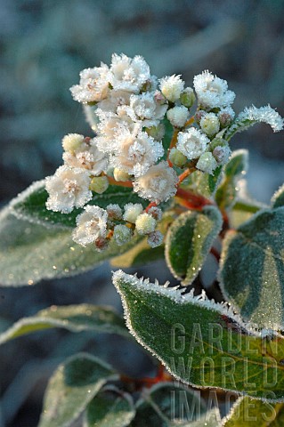 Horticultural_plant_in_bloom_under_the_frost_garden_in_winter