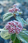 Horticultural plant in bloom under the frost, garden in winter