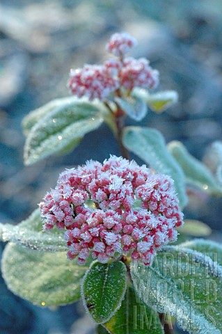Horticultural_plant_in_bloom_under_the_frost_garden_in_winter