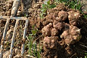 Harvest of Jerusalem artichokes, Helianthus tuberosus, in the vegetable garden