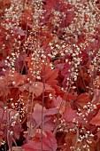 Heucherella Sweet tea in bloom