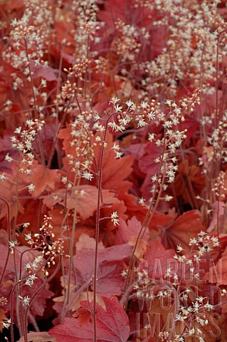 Heucherella_Sweet_tea_in_bloom