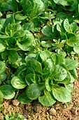 Organic salad, Lambs lettuce, Valerianella locusta, in soil, market garden