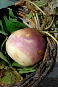 Organic white globe turnip with purple collar in the garden