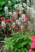 Tiarella, Tiarella Spring Symphony in flower, compact ground cover for undergrowth.