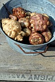 Jerusalem artichokes, Helianthus tuberosus, in a zinc container