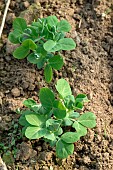 Organic Snap bean, Phaseolus vulgaris, in soil