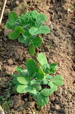Organic_Snap_bean_Phaseolus_vulgaris_in_soil