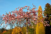 Japanese flowering cherry, Prunus serrulata kiko shidare Sakura,