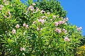 Chitalpa (× Chitalpa tashkentensis) in bloom in a garden, Finistère, France