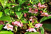 Corsican hellebore (Helleborus argutifolius) flowers in winter in a garden, Finistère, France