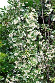 Eucryphia x intermedia Nymansensis