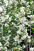 Eucryphia x intermedia Nymansensis