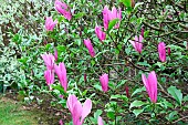 Lily Magnolia, Magnolia liliiflora Susan in bloom in spring,in a garden, Finistere, France