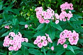 Fall phlox, Phlox paniculata Bright Eyes, flowers, Finistère, France